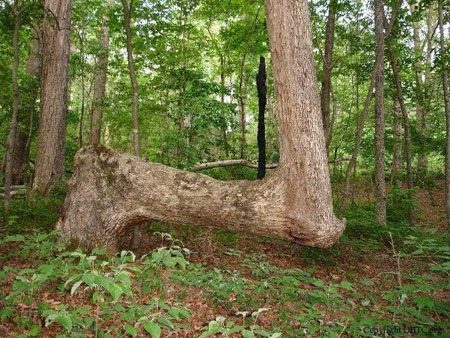 تصاویری از درختان جالب و غیرعادی در آمریکا, جالب