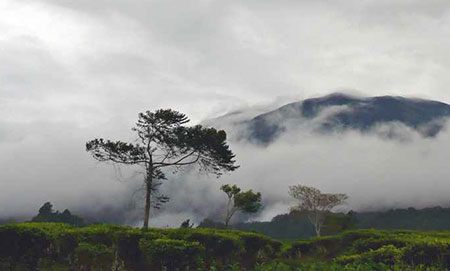پارک ملی Gunung Gede Pangrango جاهای دیدنی اندونزی, مکانهای تفریحی اندونزی,