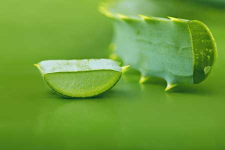 خاصیت آلوورا،فواید آلوورا خواص آلوورا, خواص گیاه آلوورا