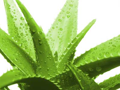 خواص آلوئه ورا،خواص عرق آلوئه ورا آلوئه ورا خواص, خواص آلوئه ورا برای پوست