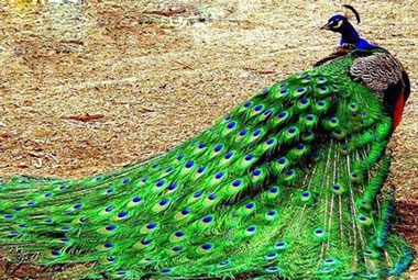 دشمن طاووس, داستان