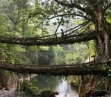 پلی از ریشه درختان زنده در هند (+عکس), توریسم, گردش, گردشگری, مسافرت, مکان های توریستی, مکان های گردشگری
