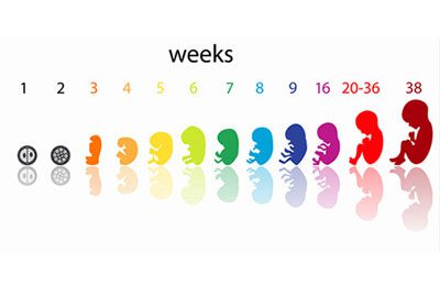 هفته سوم بارداری, زنان