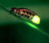 آشنایی با موجودات شب تاب ( bioluminescent ), حیات وحش, حیوانات, دانستنیهای حیوانات, دانستنیهای گیاهان, طبیعت, گیاهان