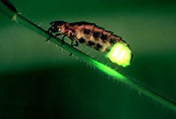 آشنایی با موجودات شب تاب ( bioluminescent ), دانستنیهای گیاهان و حیوانات