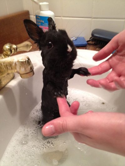 طرز صحیح حمام کردن خرگوش, دانستنیهای گیاهان و حیوانات