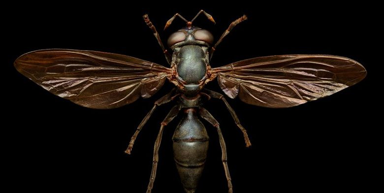 حشرات از زاویه بسیار نزدیک, دکوراسیون