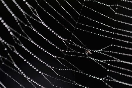 آنتی بیوتیک تار عنکبوتی تولید شد!, علمی و فناوری