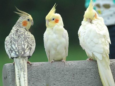 راهنمای انتخاب پرنده خانگی, دانستنیهای گیاهان و حیوانات