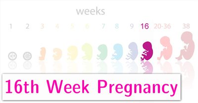 هفته شانزدهم بارداری, زنان