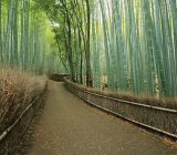 جنگل زیبا و محصور کننده بامبوی ژاپن, به کجا سفر کنیم, توریسم, راهنمای گردشگری, سفر, گردش, گردشگری, مسافرت, مکان های توریستی, مکان های گردشگری