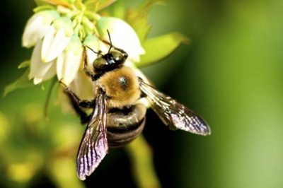 ساخت آنتی بیوتیک جدید به کمک زنبور عسل, علمی و فناوری