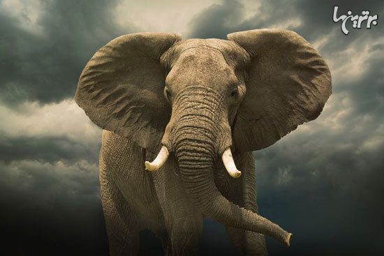 حقایق ضروری درباره فیل‌ها, دانستنیهای گیاهان و حیوانات