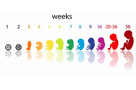 هفته سی و ششم بارداری, زنان