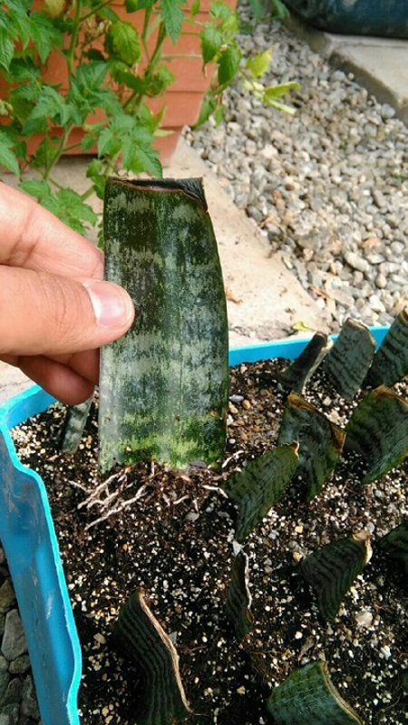 مراحل تکثیر سانسوریا،آموزش مرحله ای تکثیر سانسوریا آموزش تصویری تکثیر سانسوریا,کاشت و تکثیر سانسوریا