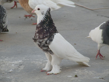 تقسیم بندی کبوتران, معرفی نژادهای کبوتر