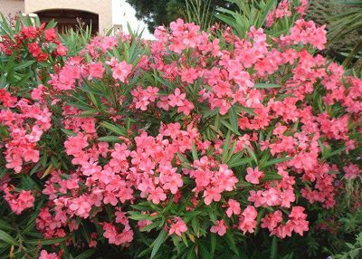 گل خرزهره،آشنایی با گل خرزهره آشنایی با کاشت گل خرزهره, کاشت و پرورش گل خرزهره