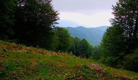 جنگل ارفع ده جنگل ارفع ده,جنگل ارفع ده کجاست,عکس های جنگل ارفع ده