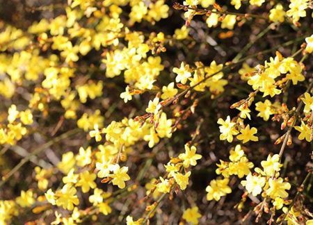 گل های بهاری،کاشت گل های بهاری در پاییز کاشت گل های بهاری, زمان کاشت گل ها