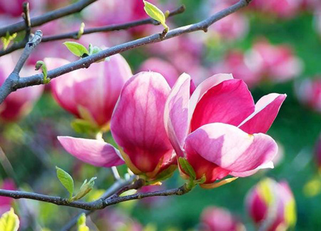 گل های بهاری،کاشت گل های بهاری در پاییز کاشت گل های بهاری,زمان کاشت گل ها