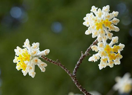 نکاتی برای کاشت گیاهان،روش های کاشت گل و گیاهان آشنایی با زمان و نحوه کاشت گل ها, کاشت گل های مناسب در پاییز
