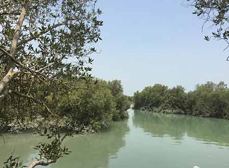جنگل حرا مکان دیدنی ایران در زمستان,جاهای دیدنی ایران در زمستان,جنگل حرا