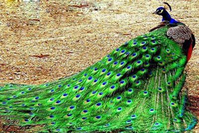 داستانهای مثنوی معنوی حکایت،حکایت های مثنوی معنوی