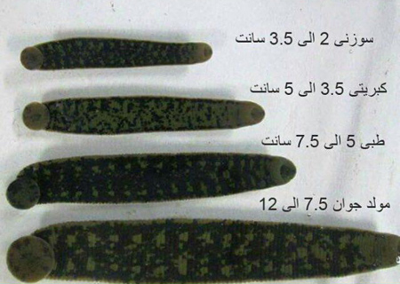 تولید مثل زالو،زمان خرید لارو زالو پرورش لارو زالوها,بازاریابی با پرورش زالو