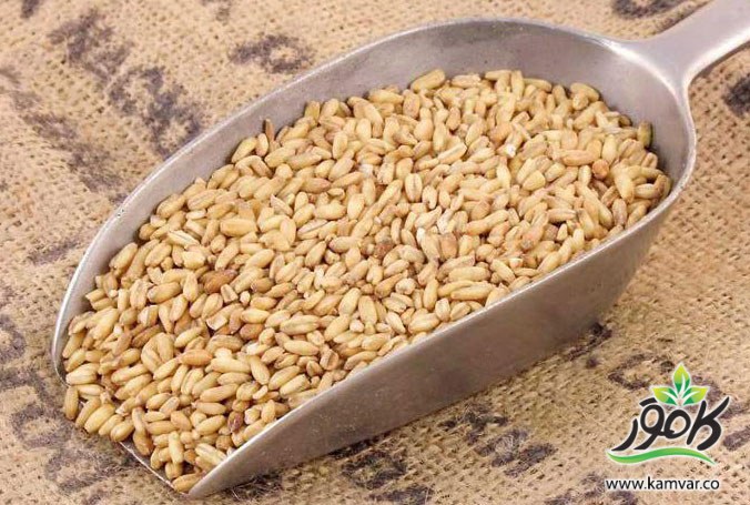 یولاف,جو دوسر