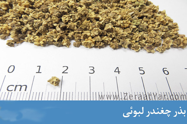 بذر چغندر بذر چغندر