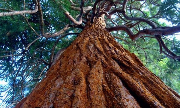 پیرترین درخت جهان را کجا می‌توان دید؟, تغذیه و رژیم