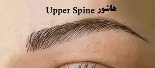 فیبروز ابرو؛ انواع و هزینهی آن فیبروز ابرو؛ انواع و هزینهی آن