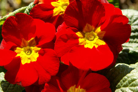 عکس گل پامچال قرمز, گل دهی گل پامچال, گل پامچال, عکس گل پامچال